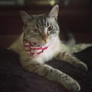 Meet your Posher, Anne